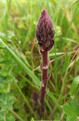 Orobanche minor