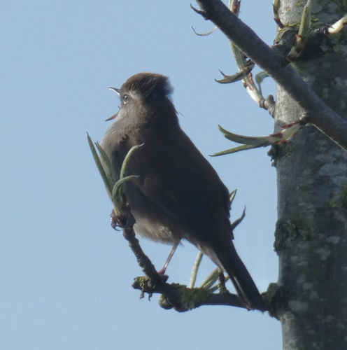 Cetti's Warbler, Boezemweg, Lexmond, South Holland, NL, photo 9 of 10