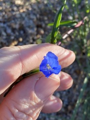 Commelina lanceolata