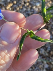 Commelina lanceolata