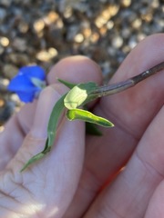 Commelina lanceolata