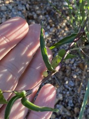 Commelina lanceolata