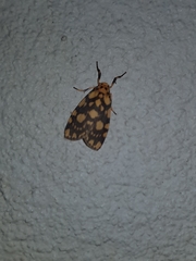 Miltochrista quadrilineata