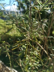 Olearia lineata