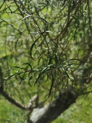 Olearia lineata
