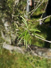Olearia lineata