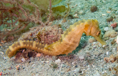 Hippocampus trimaculatus