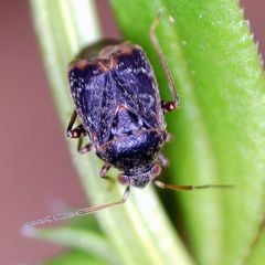 Charagochilus gyllenhalii