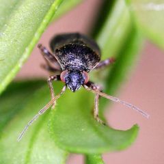 Charagochilus gyllenhalii