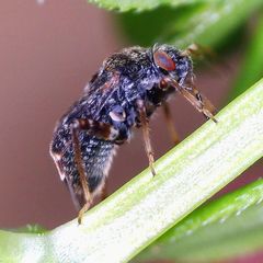 Charagochilus gyllenhalii