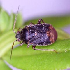 Charagochilus gyllenhalii