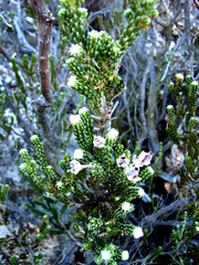 Erica flocciflora
