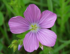 Linum viscosum
