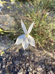 Lithotoma anethifolia