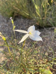 Lithotoma anethifolia