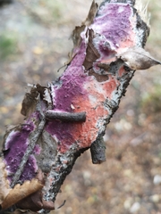 Byssomerulius psittacinus