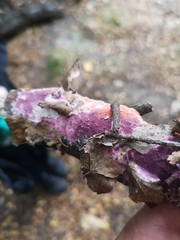 Byssomerulius psittacinus