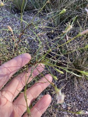 Lithotoma anethifolia