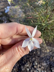Lithotoma anethifolia
