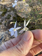 Lithotoma anethifolia