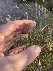 Lithotoma anethifolia