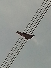 Streptopelia senegalensis