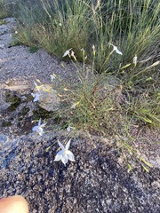 Lithotoma anethifolia