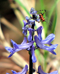 Platostoma longicorne