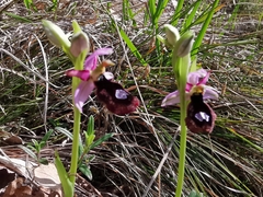 Ophrys bertolonii benacensis