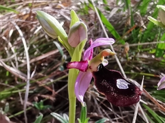 Ophrys bertolonii benacensis