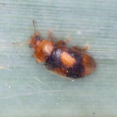 Coccidula scutellata