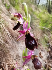 Ophrys bertolonii benacensis