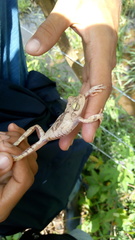 Boana platanera