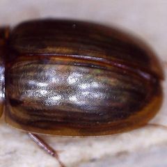 Enochrus testaceus