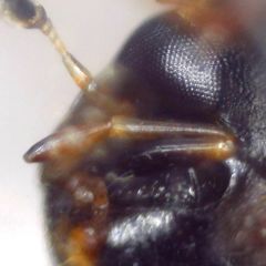 Enochrus testaceus