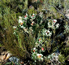 Leucadendron pubibracteolatum