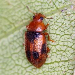 Coccidula scutellata