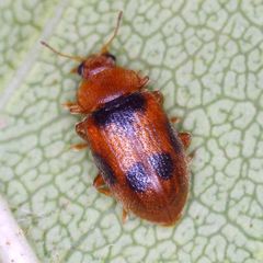 Coccidula scutellata