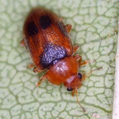 Coccidula scutellata