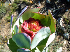 Leucadendron pubibracteolatum