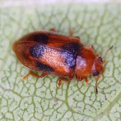 Coccidula scutellata