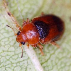 Coccidula scutellata