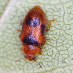 Coccidula scutellata