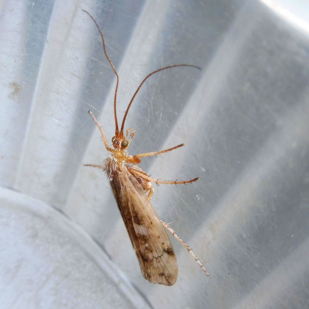 Limnephilus decipiens