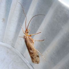 Limnephilus decipiens