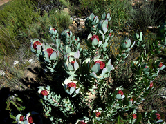 Leucadendron pubibracteolatum