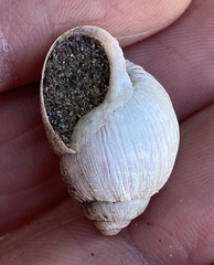 Bothriembryon whitleyi