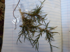 Distichlis distichophylla