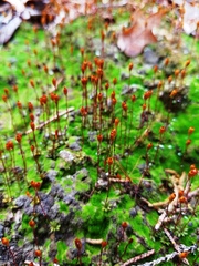 Pogonatum brachyphyllum