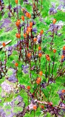 Pogonatum brachyphyllum